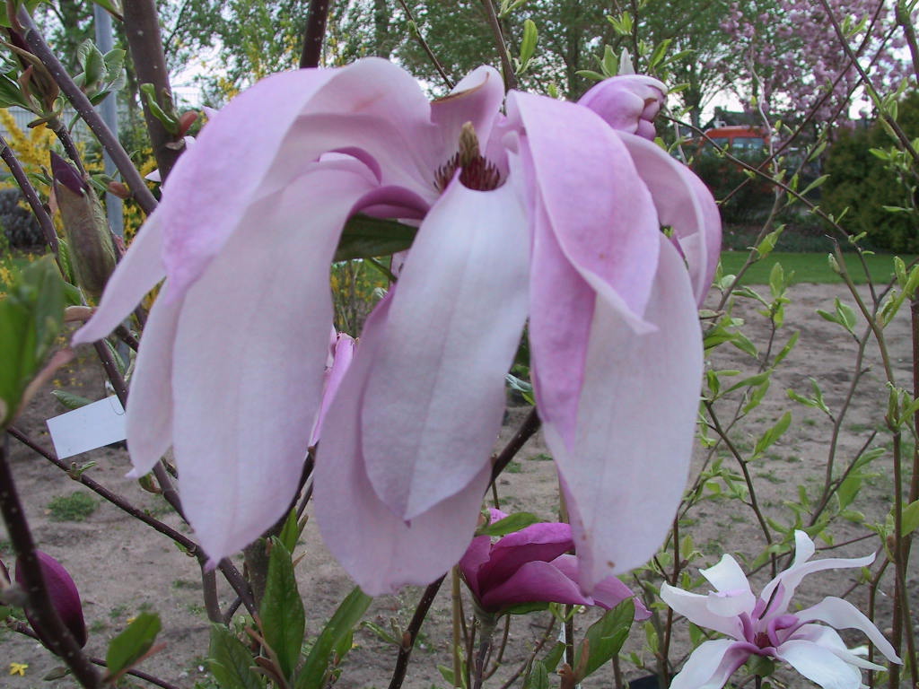 Magnolia liliiflora Susan 05.jpg